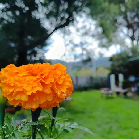 Ardilla ラ・アドラダ